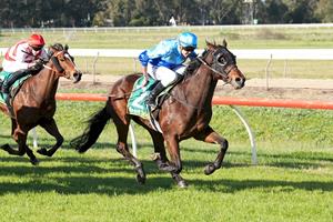 GOING ROGUE AT TATURA